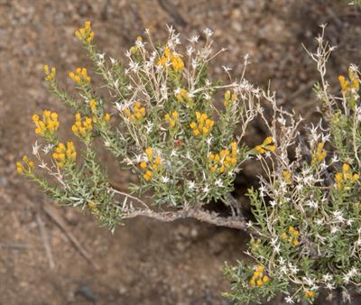 Lepidospartum latisq