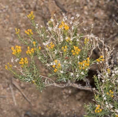 Lepidospartum latisq