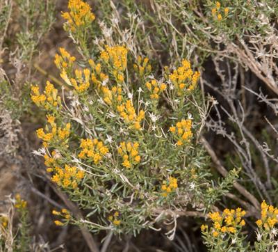بوته جارویی فلس‌پشمی