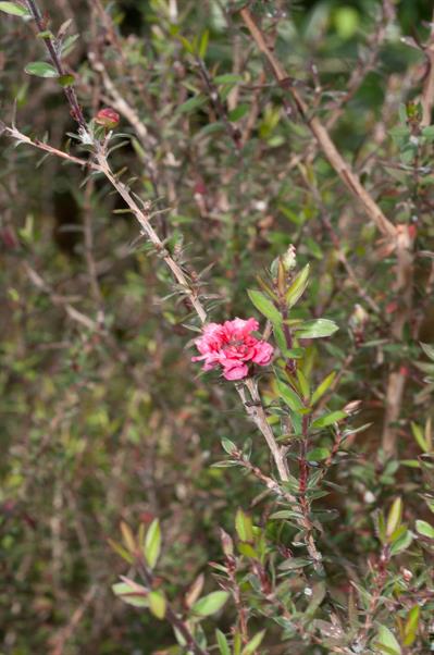 Leptospermum scopari