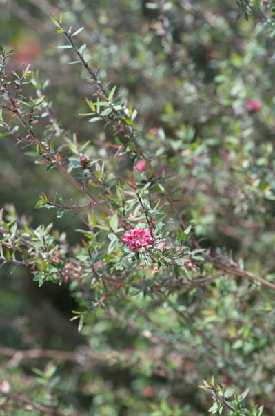 Leptospermum scopari