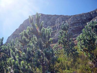 ازخانواده Proteaceae، بومی پنسیلوانیا
