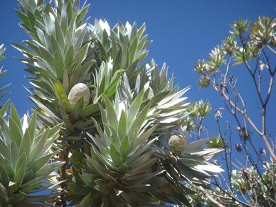 از خانواده Proteaceae، بومی افریقا