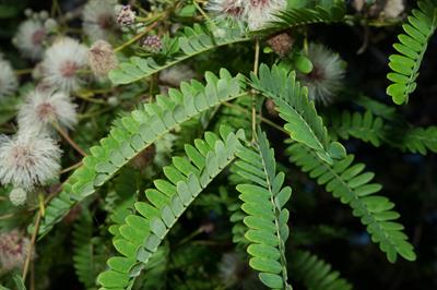 Leucaena leucocephal