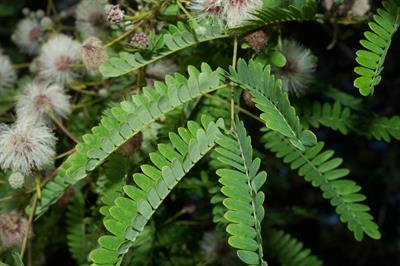 Leucaena leucocephal