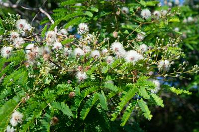 Leucaena leucocephal