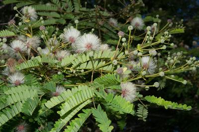 لوسینا سفید (درخت نخودک)