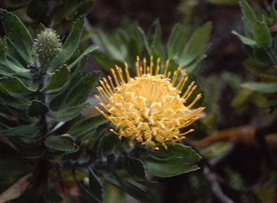 Leucospermum