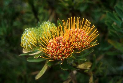 Pincushion protea