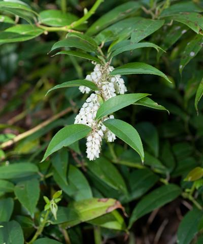 Leucothoe fontanesi
