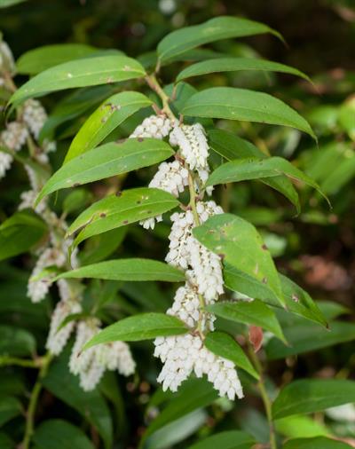 mountain doghobble، از خانواده Ericaceae