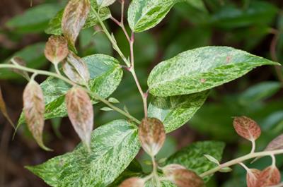 Leucothoe fontanesi - لوکوتوئه آویزان