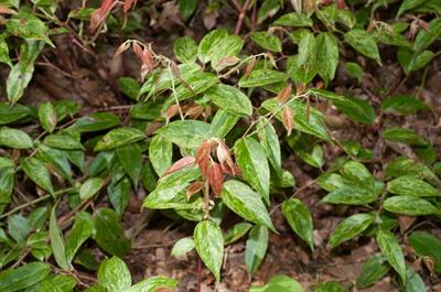 لوکوتوئه آویزان