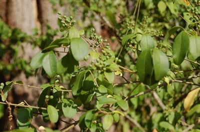 Ligustrum sinense Lour