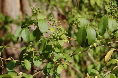 Chinese Privet