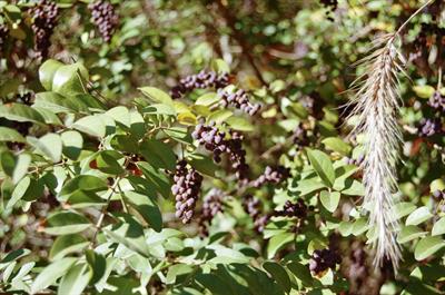 برگ نوی چینی Chinese privet