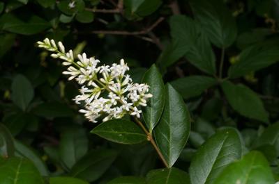 Ligustrum vulgare