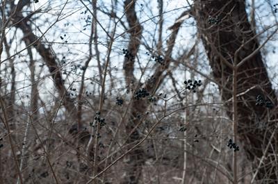 Ligustrum vulgare