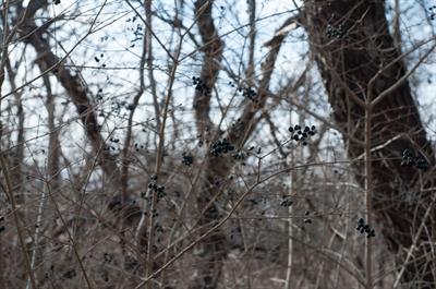 Ligustrum vulgare