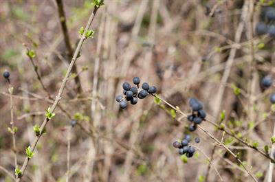 Ligustrum vulgare - برگ نو معمولی