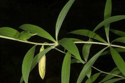 Lilium lancifolium