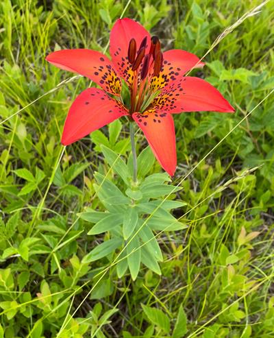 Lilium philadelphic