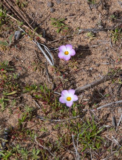 Linanthus dianthiflo