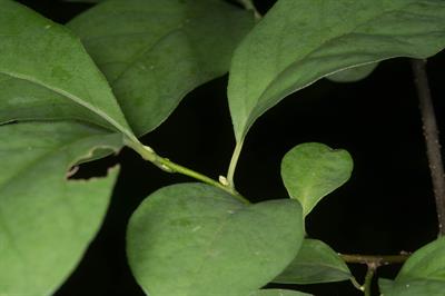 Spicebush