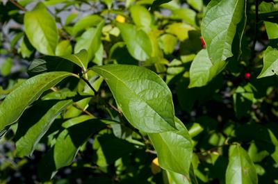 Northern Spicebush