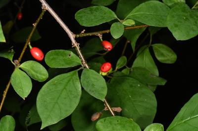 Northern Spicebush