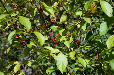 Lindera benzoin