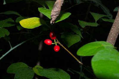 Northern Spicebush