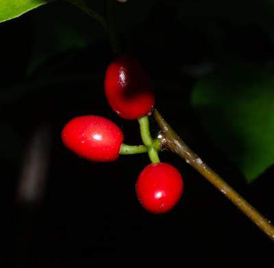 northern spicebush