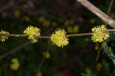 Lindera benzoin