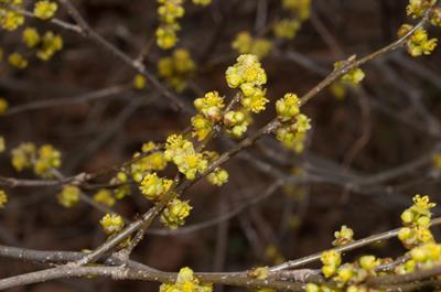Lindera benzoin