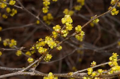 Lindera benzoin - اسپایس‌باش (بوته ادویه‌ای)