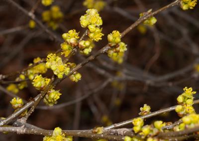 Northern spicebush