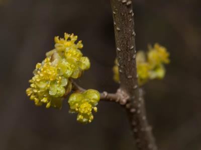 Lindera benzoin - اسپایس‌باش (بوته ادویه‌ای)