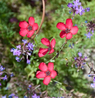 Linum grandiflorum