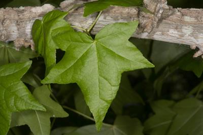 Liquidambar styraci