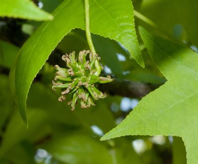 American sweetgum