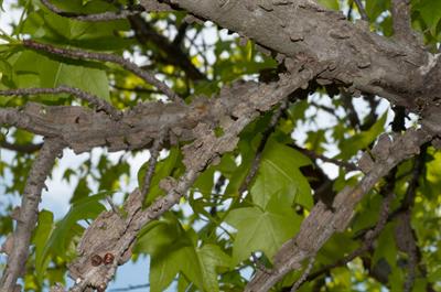 Liquidambar styracif