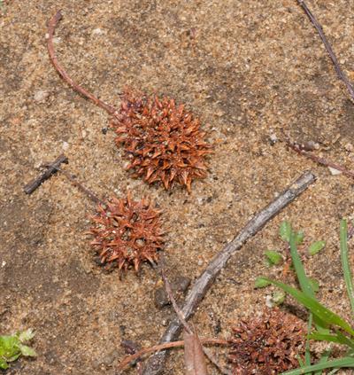 Liquidambar styracif