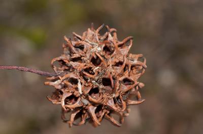 شیرین‌ژد آمریکایی، American Sweetgum، بومی ایالات متحده