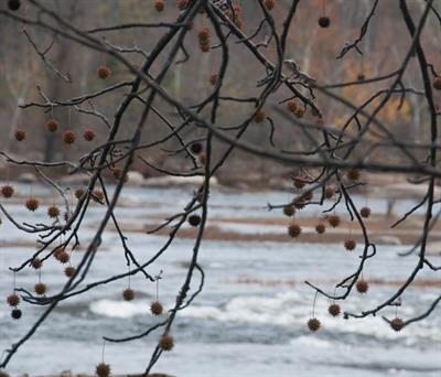 Liquidambar styracif