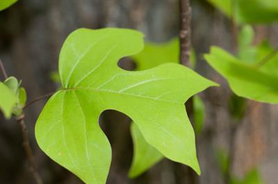 Liriodendron tulipif