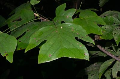 Liriodendron tulipi