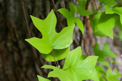 Liriodendron tulipif
