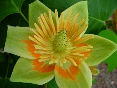 Liriodendron tulipif