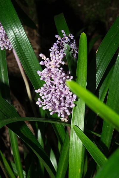 Liriope muscari